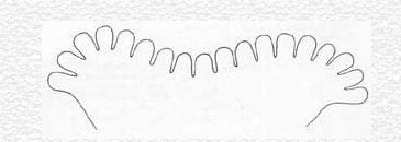 Figure 7. Anterior spiracles of larva.