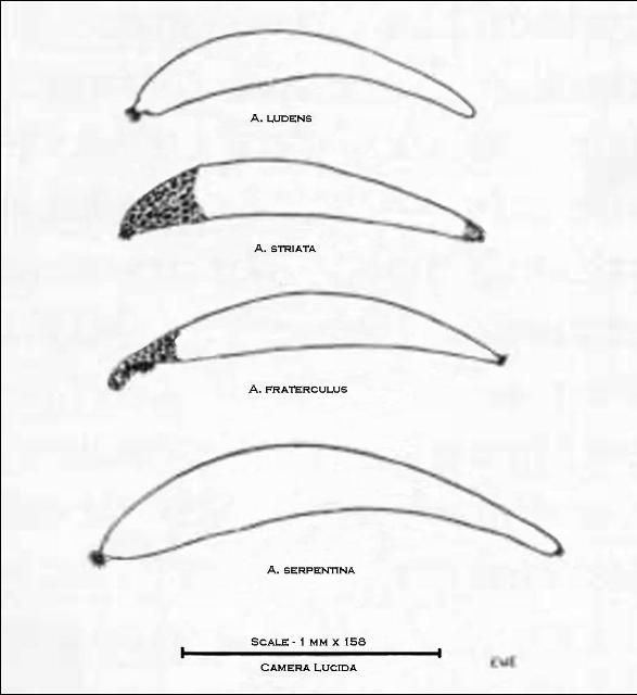 Figure 11. Egg of the Mexican fruit fly, A. ludens, compared with other common Anastrepha species.