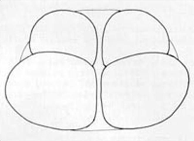 Figure 10. Anal lobes of larva.