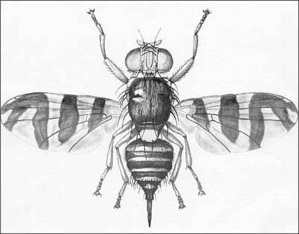 Figure 2. Adult female eastern cherry fruit fly, Rhagoletis cingulata (Loew).