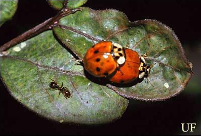 Figure 3. Spotted red morph of the multicolored Asian lady beetle, Harmonia axyridis Pallas.