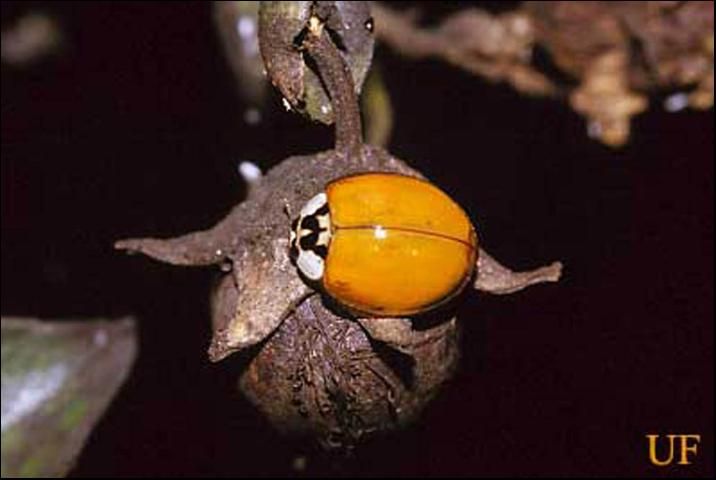 Figure 1. Plain orange morph of the multicolored Asian lady beetle, Harmonia axyridis Pallas.
