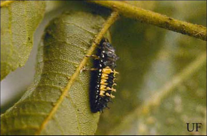 Figure 6. Larva of the multicolored Asian lady beetle, Harmonia axyridis Pallas.