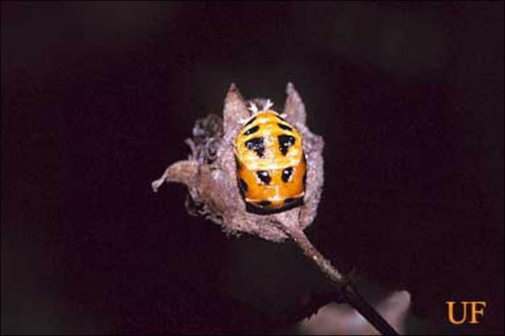 Figure 7. Pupa of the multicolored Asian lady beetle, Harmonia axyridis Pallas.