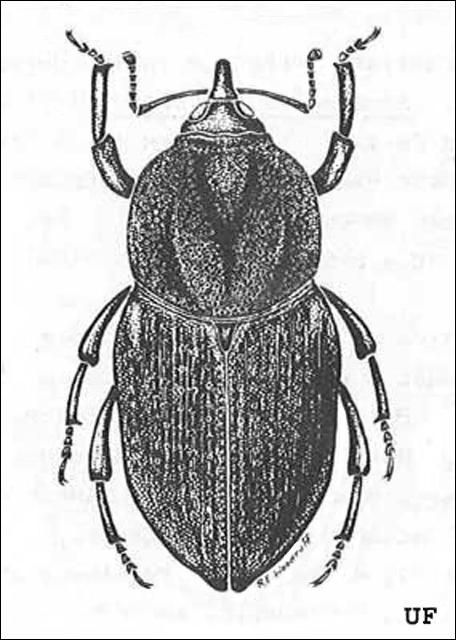 Figure 3. Adult hunting billbug, Sphenophorus venatus vestitus Chittenden.