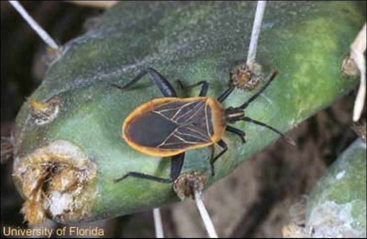 Figure 1. The cactus bug, Chelinidea vittiger aequoris McAtee, on an Opuntia cactus.