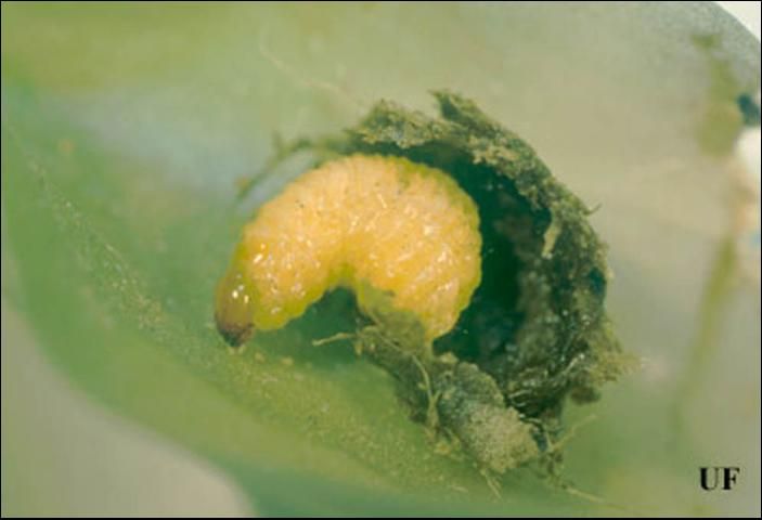 Figure 6. Larva of Metamasius mosieri Barber, the Florida bromeliad weevil.