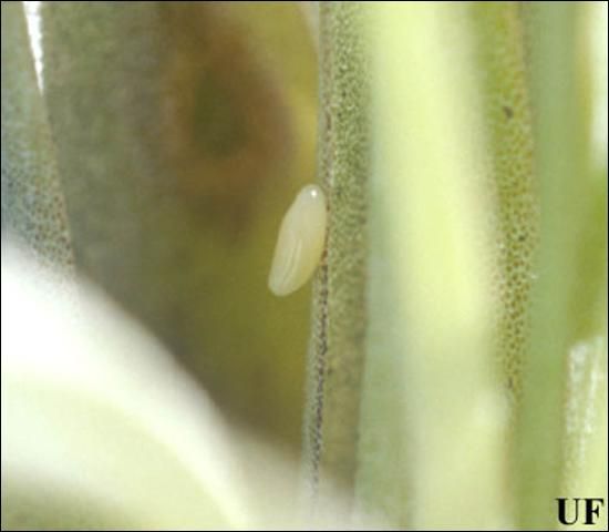 Figure 5. Egg of Metamasius mosieri Barber, the Florida bromeliad weevil.