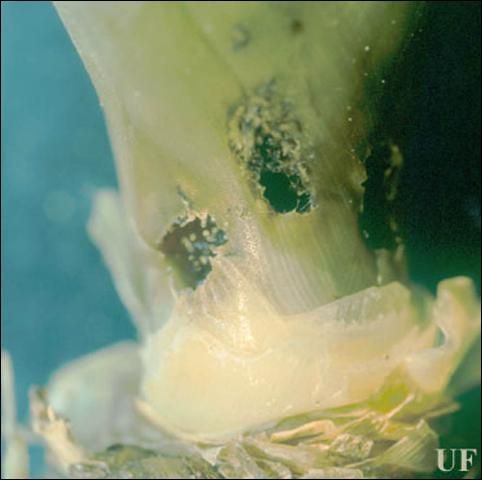 Figure 11. Holes at base of stem of Tillandsia utriculata (L.) from Metamasius mosieri Barber, the Florida bromeliad weevil.