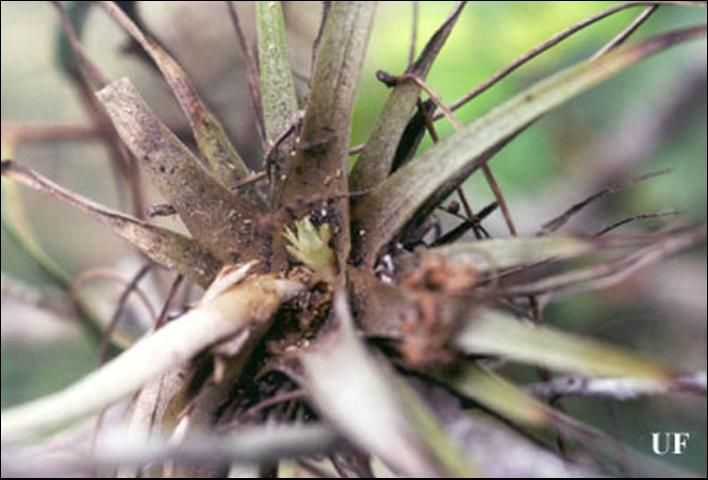 Figure 10. Damage to Tillandsia utriculata (L.) from Metamasius mosieri Barber, the Florida bromeliad weevil.