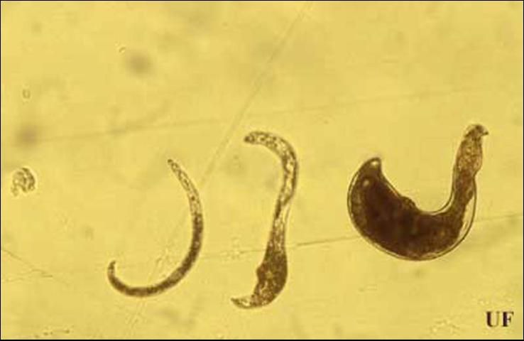 Figure 2. Life stages of reniform nematode, Rotylenchulus reniformis Linford & Oliveira. Ranging from left to right is egg, juvenile, young female with swollen body, and mature female in kidney shape.