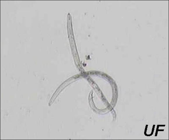 Figure 3. Male and young female of reniform nematode, Rotylenchulus reniformis Linford & Oliveira, stages typically found in soil. Female has a strong stylet (needle-shaped mouthpart). Male (curved specimen) has a weak stylet and a spicule (at posterior) for insemination.