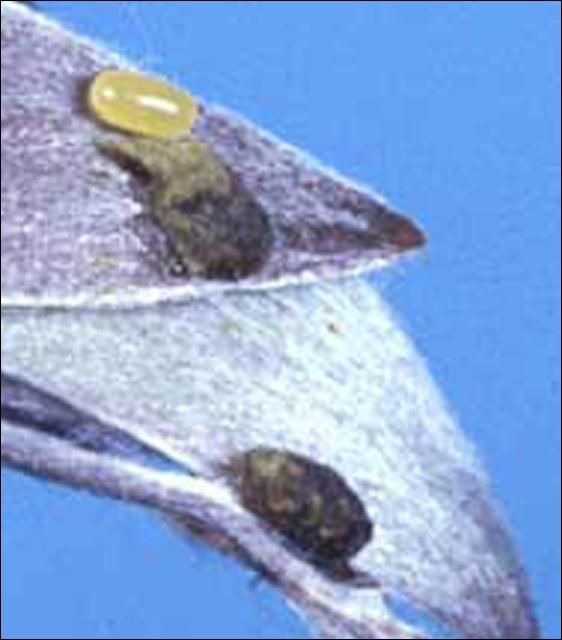 Figure 5. Eggs of melaleuca weevil, Oxyops vitiosa (Pascoe), on young leaves; uncovered (yellow) and covered with brown to black secretion.