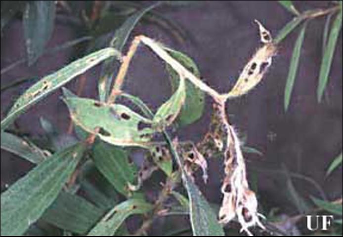 Figure 4. Excised shoot tip of melaleuca caused by adult melaleuca weevil, Oxyops vitiosa (Pascoe), feeding damage.