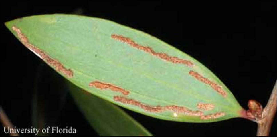 Figure 8. Melaleuca leaf showing feeding damage by the larvae of the melaleuca weevil, Oxyops vitiosa (Pascoe).