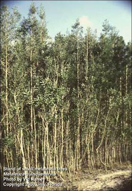 Figure 1. Stand of young melaleuca trees, Melaleuca quinquenervia (Cav.) S.T. Blake (Myrtaceae), in South Florida.