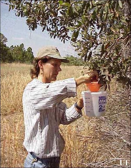 Figure 9. Procedure for collecting adult melaleuca weevils, Oxyops vitiosa (Pascoe), for redistribution.