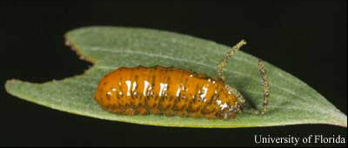 Figure 6. Larva of melaleuca weevil, Oxyops vitiosa (Pascoe), feeding on melaleuca leaf. Note fecal coil attached to larva.