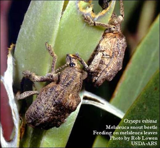 Figure 3. Two melaleuca weevil adults, Oxyops vitiosa (Pascoe), feeding on melaleuca leaves.
