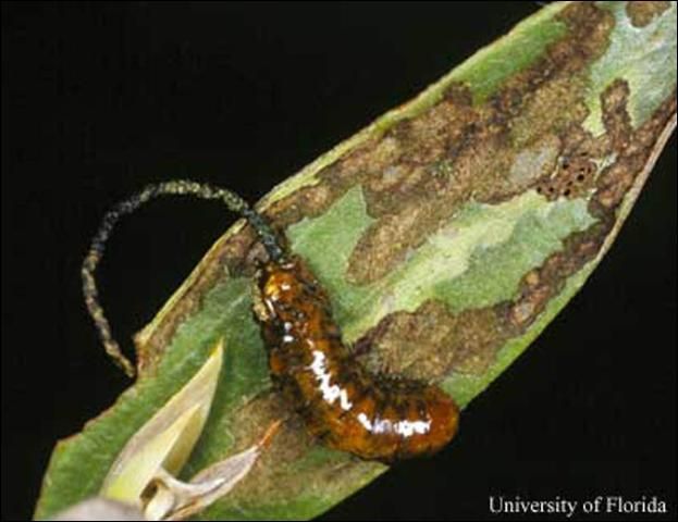 Figure 7. Melaleuca leaf showing feeding damage and larva of the melaleuca weevil, Oxyops vitiosa (Pascoe).