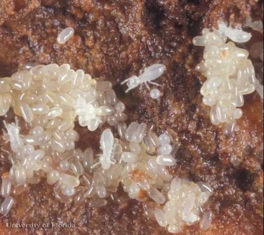 Figure 15. Eggs and larvae of Reticulitermes hageni, a US native subterranean termite.