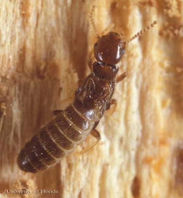 Figure 8. King caste of Reticulitermes hageni, a US native subterranean termite.