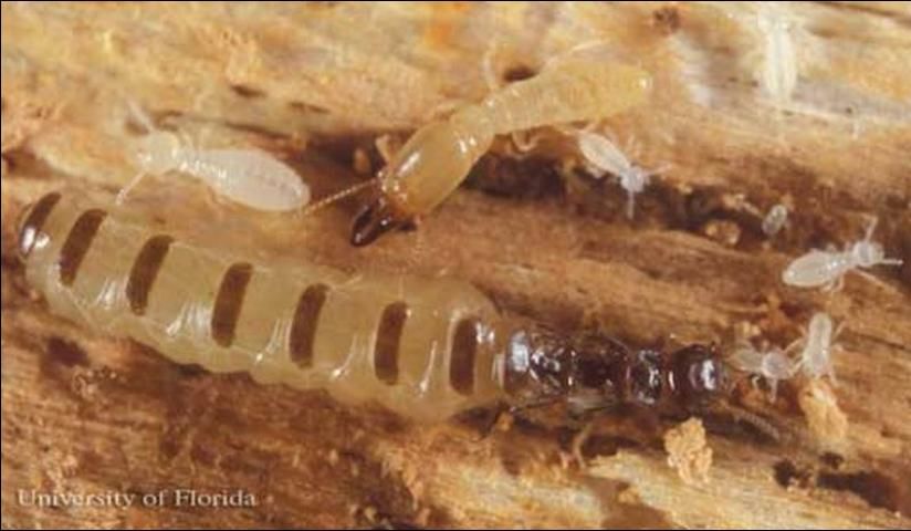 Figure 7. Queen (bottom) and soldier (top) castes of Reticulitermes hageni, a US native subterranean termite, surrounded by larvae.