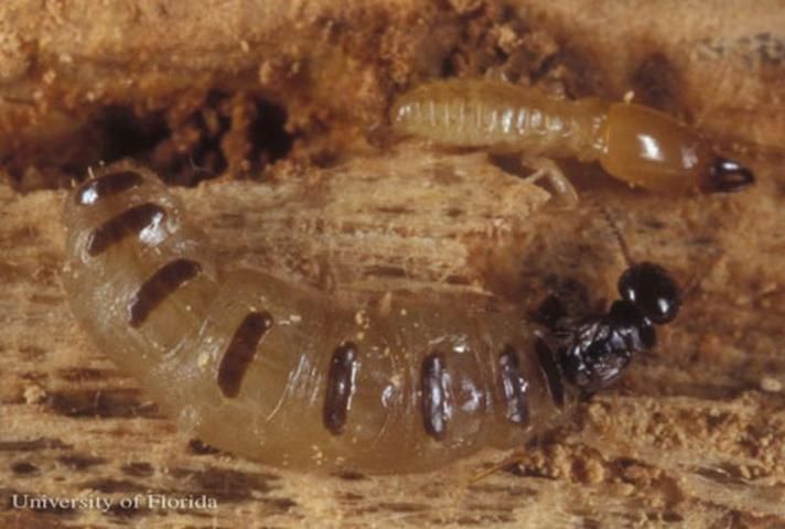 Figure 5. Queen (bottom) and soldier (top) castes of the eastern subterranean termite, Reticulitermes flavipes.