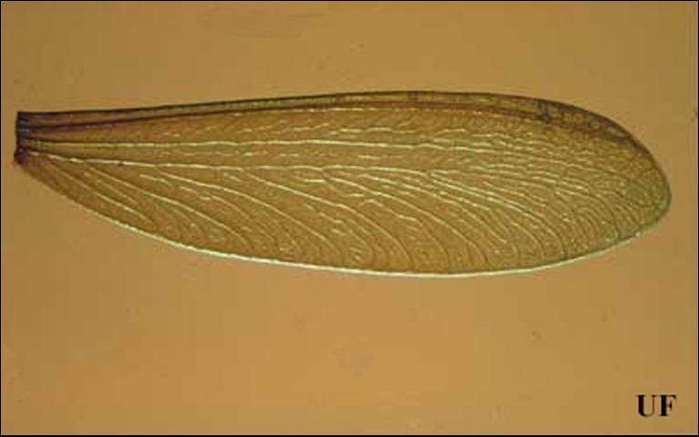 Figure 3. Wing of Reticulitermes, a subterranean termite genus.