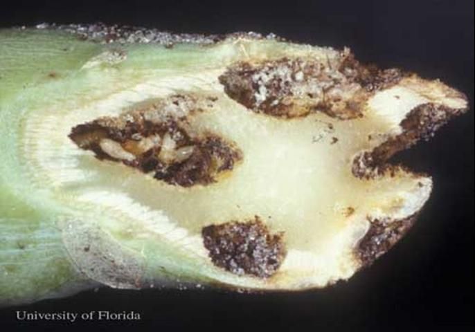Figure 16. Reticulitermes virginicus (Banks), a US native subterranean termite, feeding in broccoli.
