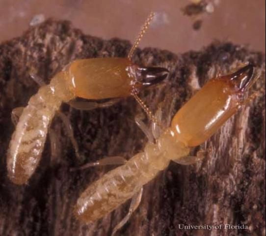 Figure 10. Soldier caste of Reticulitermes hageni, a US native subterranean termite.