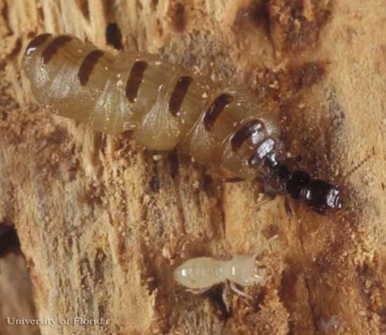 Figure 6. Queen (top) and worker (bottom) castes of the eastern subterranean termite, Reticulitermes flavipes.