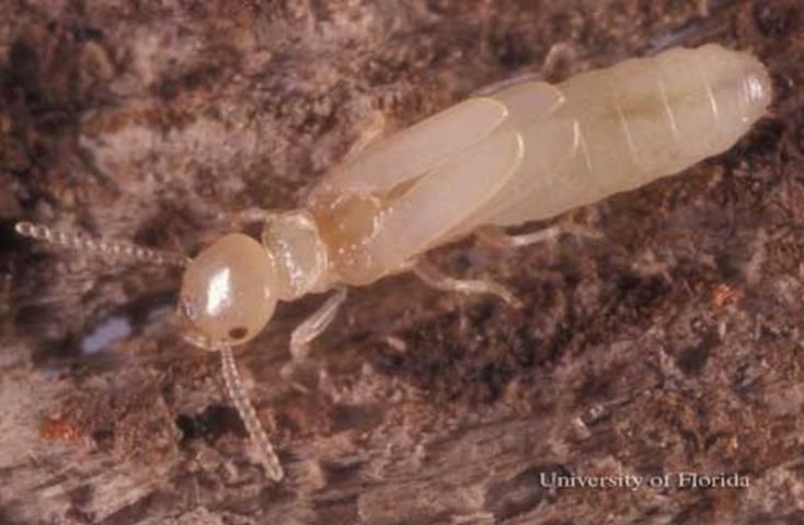 Figure 14. Young alate of Reticulitermes hageni Banks, a US native subterranean termite.