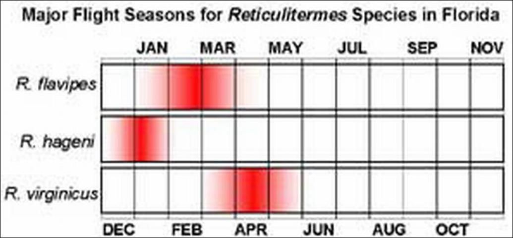 Figure 12. Flight seasons of the three Reticulitermes species in Florida.