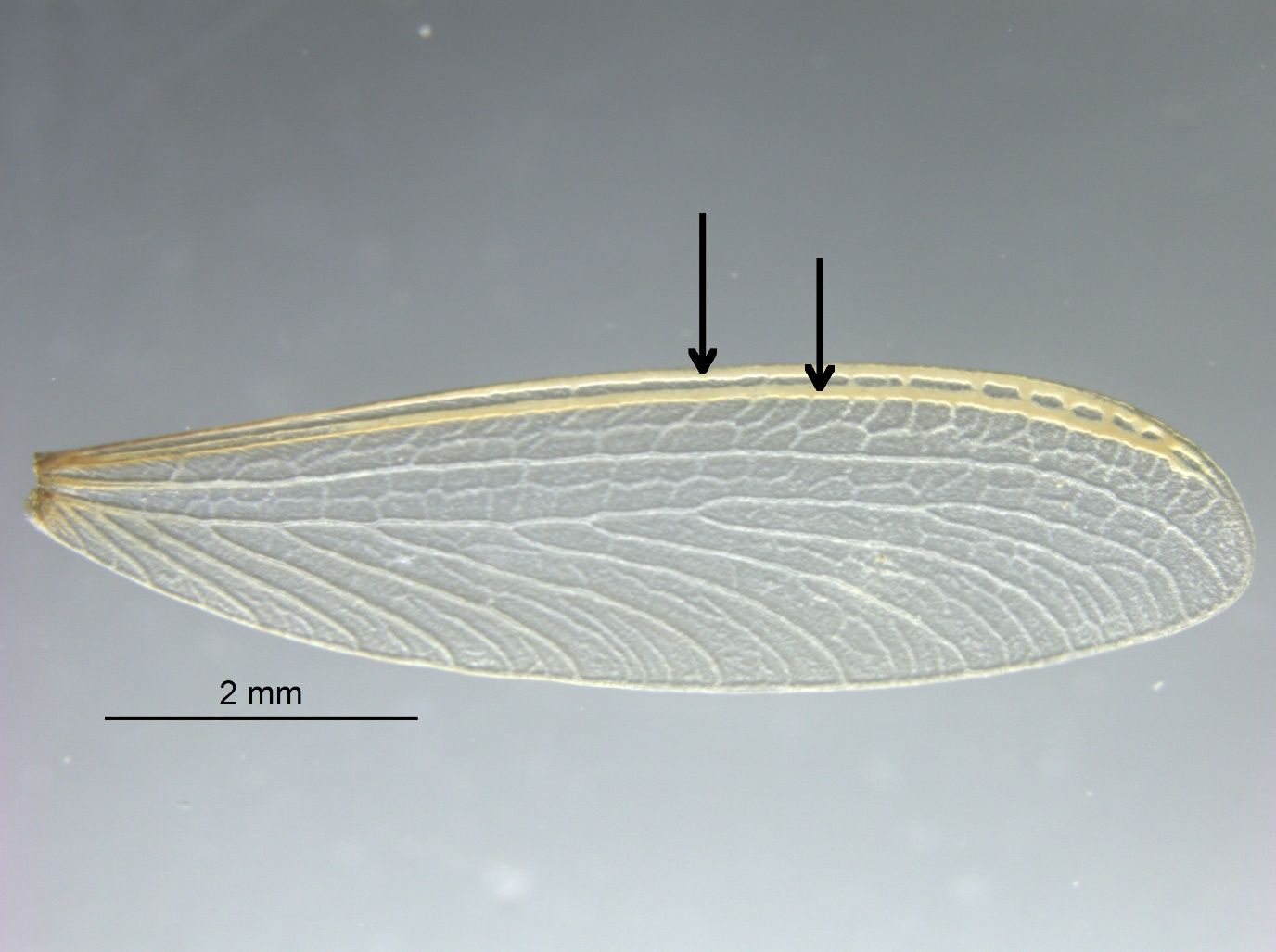 Example of a wing of Reticulitermes sp., with two sclerotized veins on the costal edge (arrows), a median and cubitus veins across the middle of the wing, and a reticulated texture. 