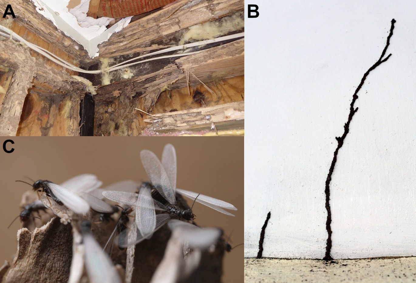 A) Extensive damage from Reticulitermes flavipes in a structure, discovered upon removing drywalls during remodeling. B) Mud tubes from Reticulitermes flavipes, coming from the ground. C) Dispersal flight event of Reticulitermes flavipes, with the emergence of winged individuals (alates). 