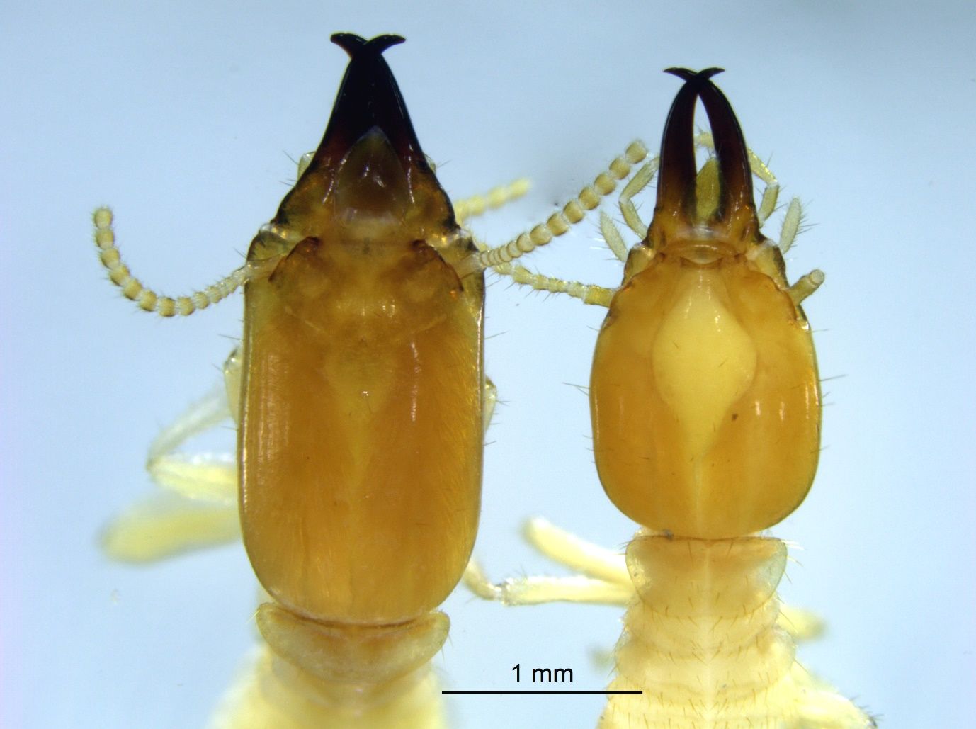 Comparison of soldier head shape. On the left, Reticulitermes sp. soldiers have rectangular-shaped head, while on the right, Coptotermes sp. soldiers have an oval-shaped head. 