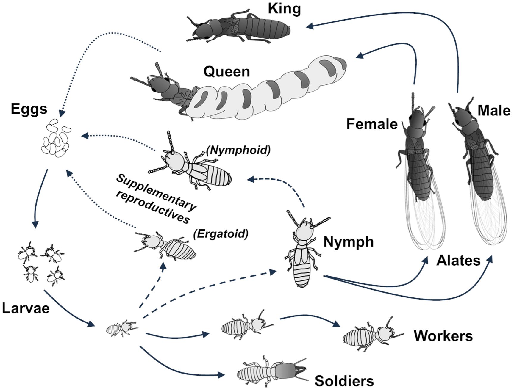 Life cycle (simplified) of Reticulitermes sp. Nymphs and Alates are produced seasonally in mature colonies. 