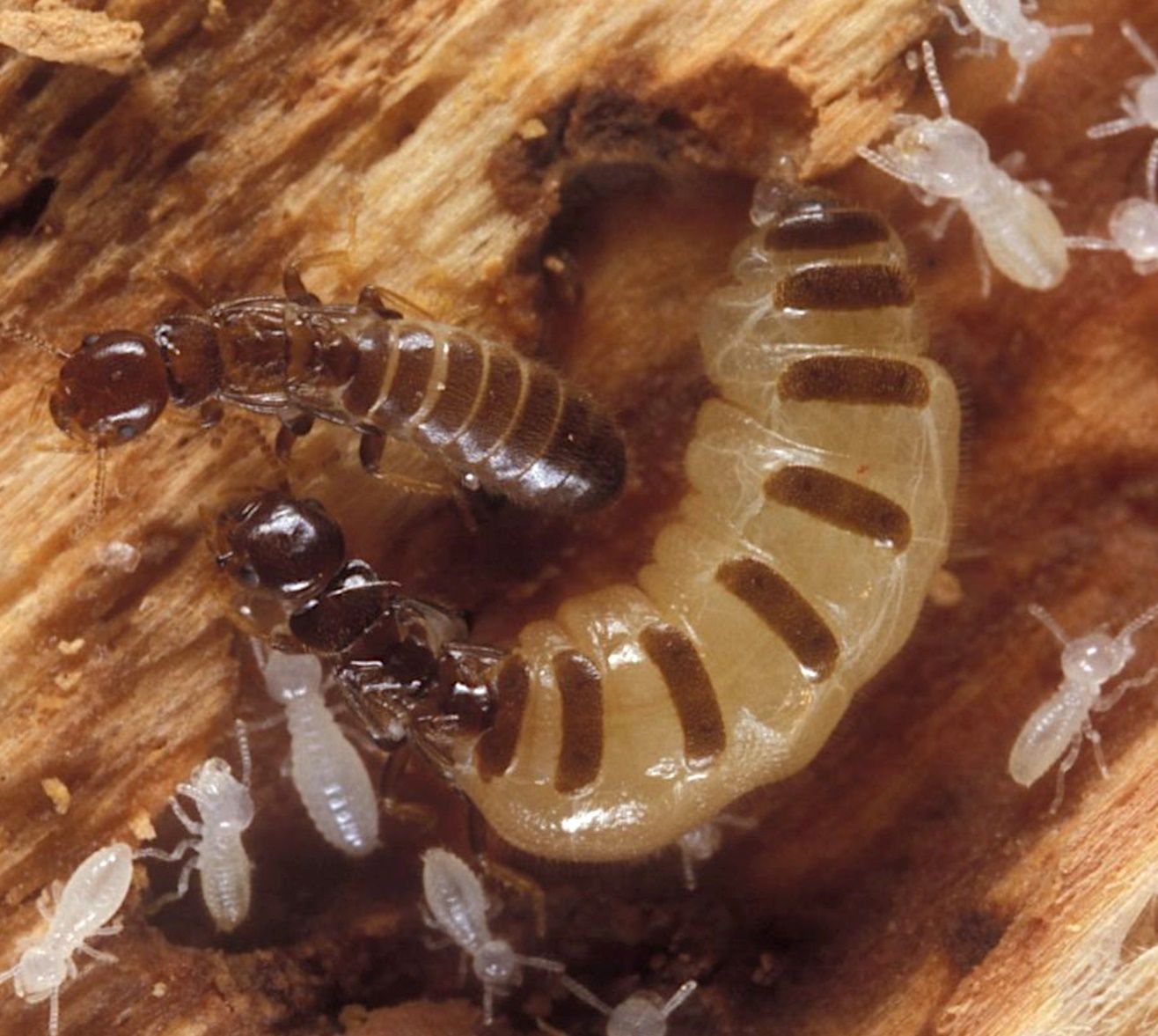 Queen and king of Reticulitermes sp.  