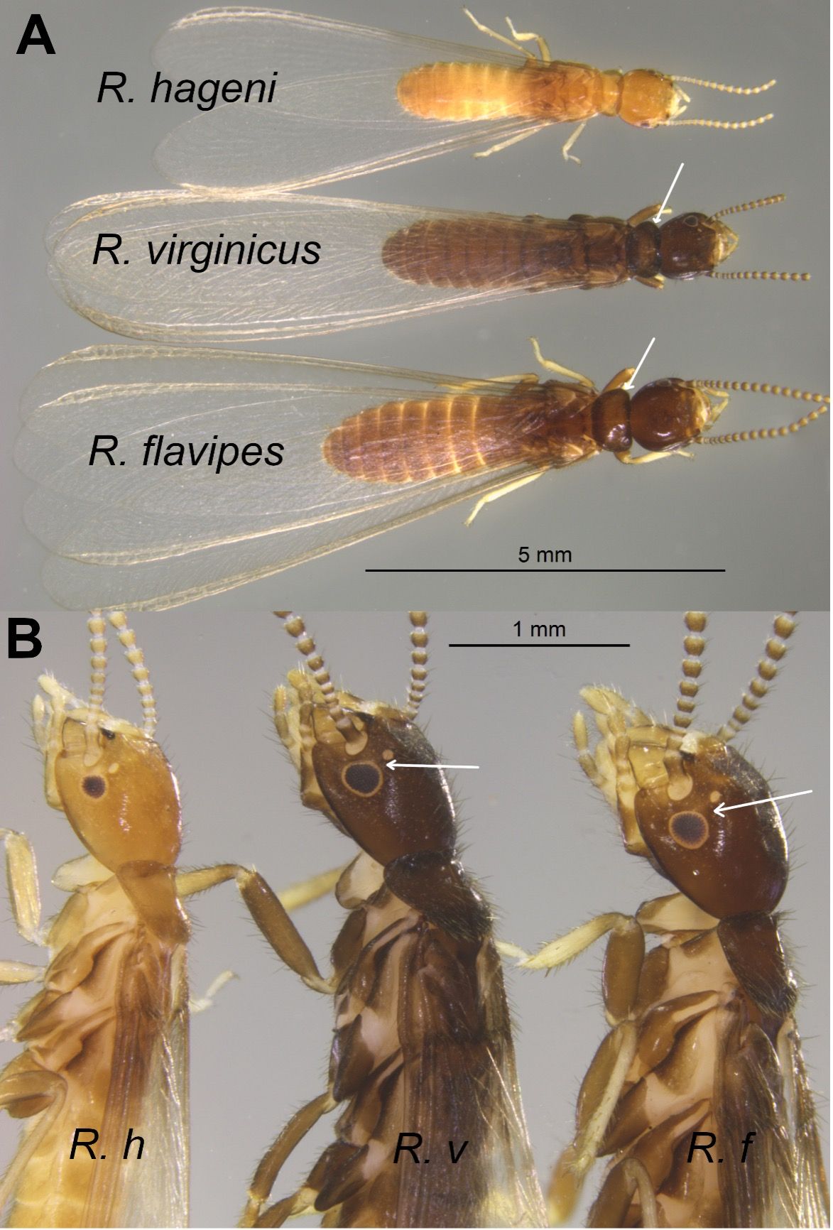 Alates of Reticulitermes flavipes, Reticulitermes virginicus and Reticulitermes hageni. A) Dorsal view of the three species, with Reticulitermes hageni being smaller and lighter in color than the two other species, and a difference in pronotum shape between Reticulitermes virginicus and Reticulitermes flavipes. B) Lateral view showing Reticulitermes flavipes alates with an ocellus width smaller than its distance to the compound eye and Reticulitermes virginicus with an ocellus width equal or wider than its distance to the compound eye. 