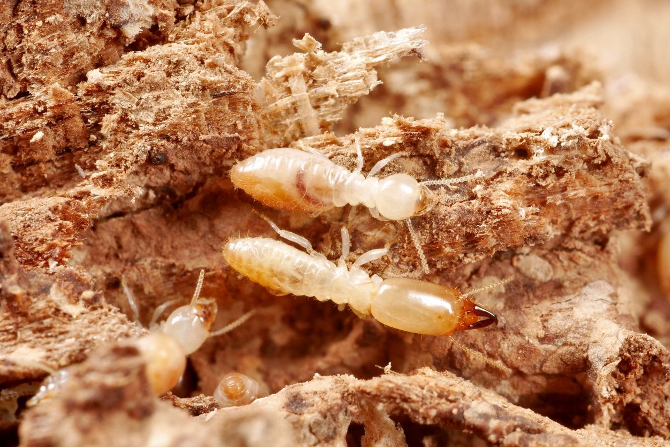 Individuals from a Reticulitermes flavipes colony infesting a rotten log in the forest, with a worker (top) and a soldier (bottom). 