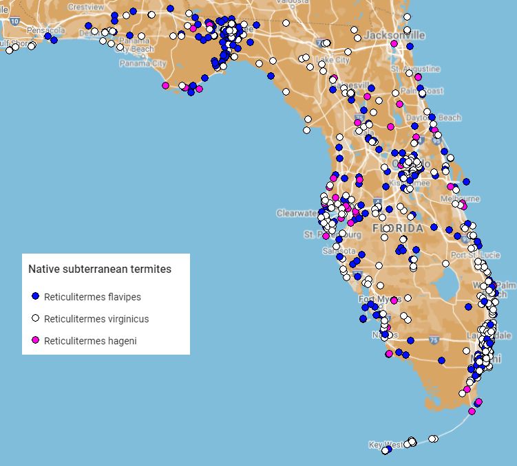 Distribution of Reticulitermes sp. in Florida, according to the UF Termite Collection as of Jan 2024. Records indicate locations from where a termite sample was submitted to the UF Termite Collection. Absence of data points on the map does not imply an absence of the species distribution but may reflect the lack of sampling efforts in these areas. 