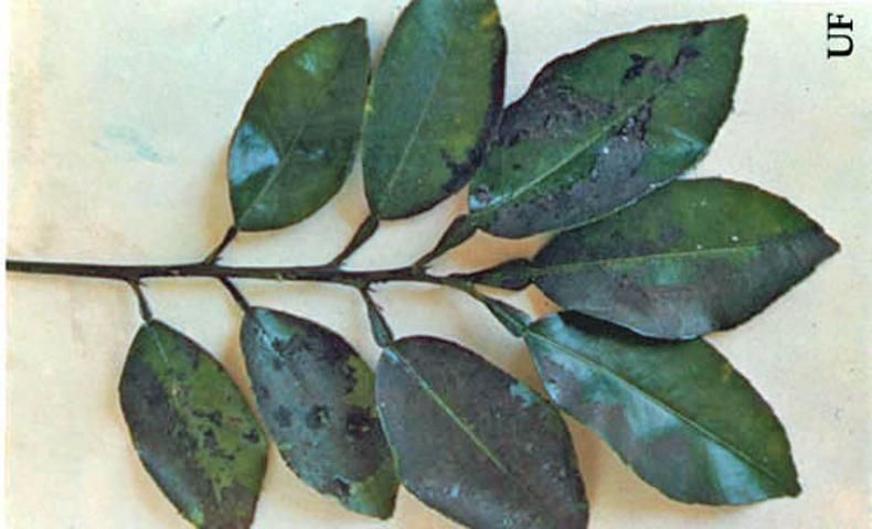 Figure 4. Citrus leaves with sooty mold growing on honeydew excreted by the citrus whitefly, Dialeurodes citri (Ashmead).