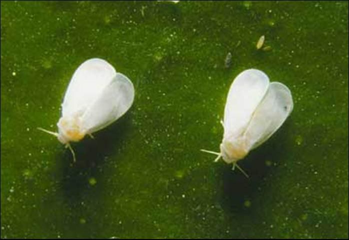 Figure 1. Adult cloudywinged whiteflies, Dialeurodes citrifolii (Morgan).