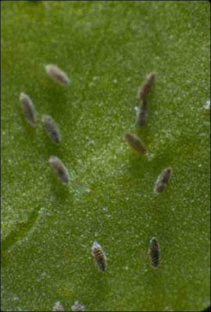 Figure 3. Eggs of the cloudywinged whitefly, Dialeurodes citrifolii (Morgan).