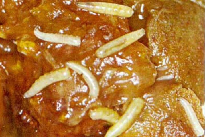 Figure 20. Peach infested with larvae of the Mediterranean fruit fly, Ceratitis capitata (Wiedemann).