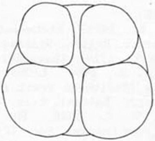 Figure 11. Anal lobes of larva of the Mediterranean fruit fly, Ceratitis capitata (Wiedemann).