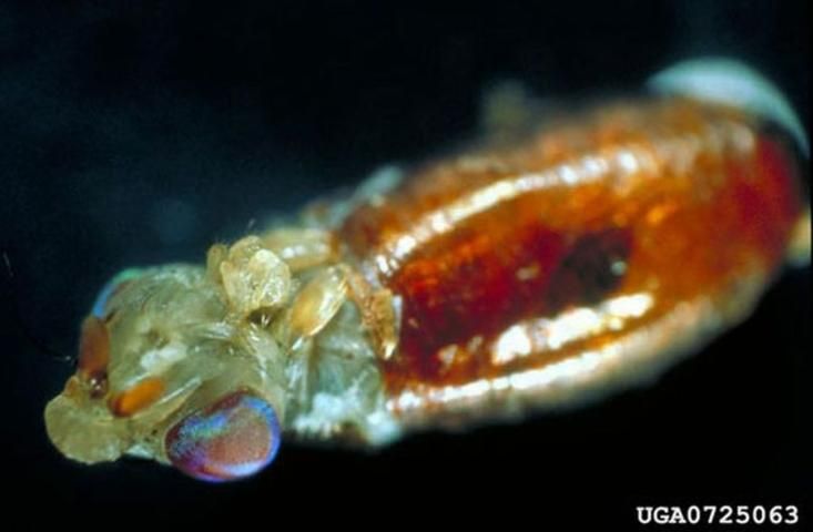 Figure 14. An adult Mediterranean fruit fly, Ceratitis capitata (Wiedemann), emerging from a puparium. Head is to the left.