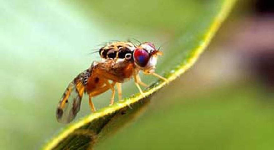 Figure 18. Lateral view of adult Mediterranean fruit fly, Ceratitis capitata (Wiedemann).