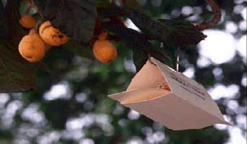 Figure 22. Older version of trap used to capture adults of the Mediterranean fruit fly, Ceratitis capitata (Wiedemann).